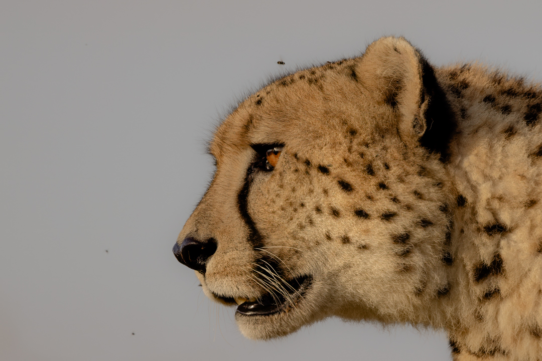 Wildlife Photography Adventures-0018