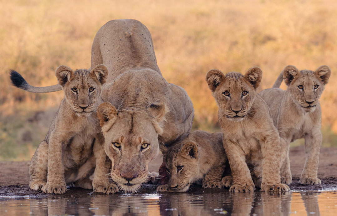 Lioness with cubs