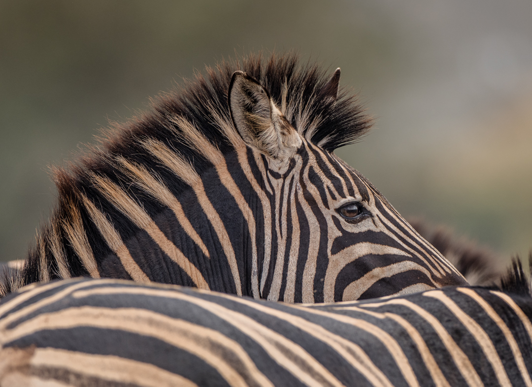 Close-up portrait of a resting zebra at Zimanga Private Game Reserve