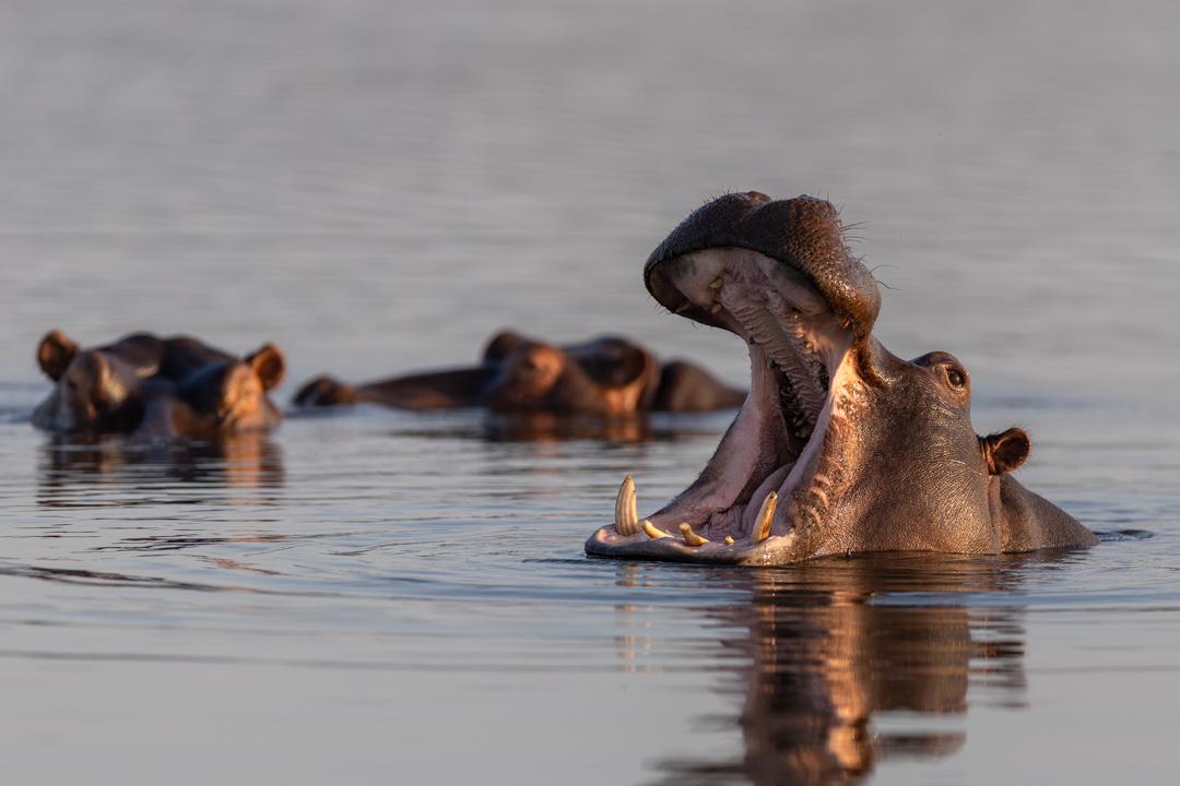 Hippo