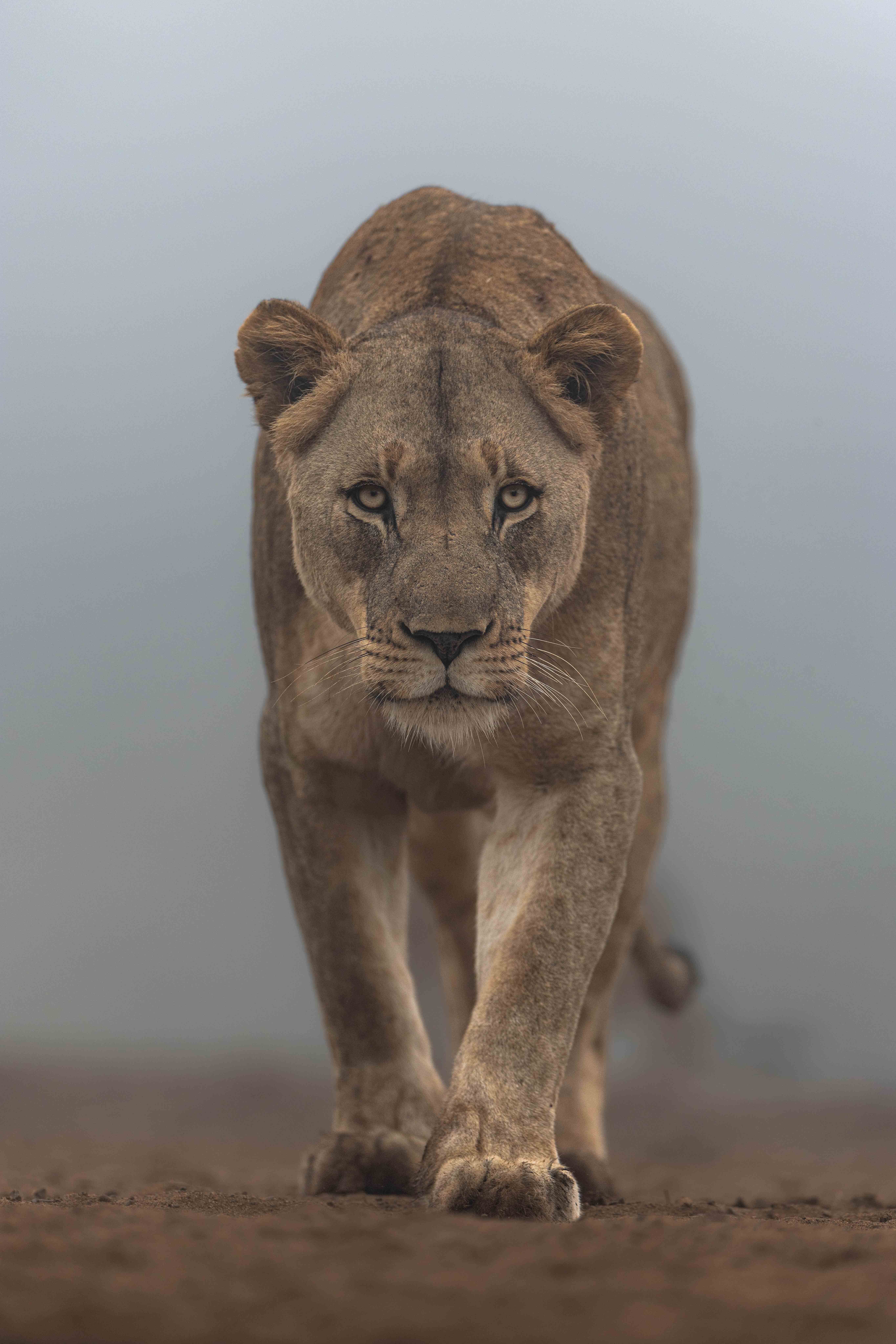 Lioness coming out of the morning mist